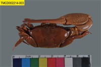 藏品(弧邊管招潮蟹)的圖片